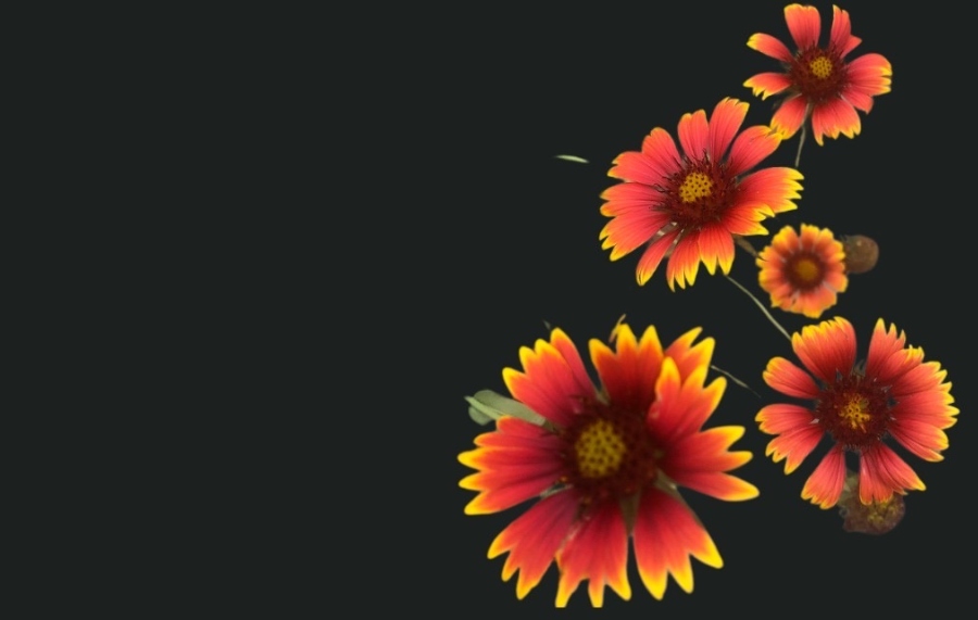 Flower-Indian Blanket