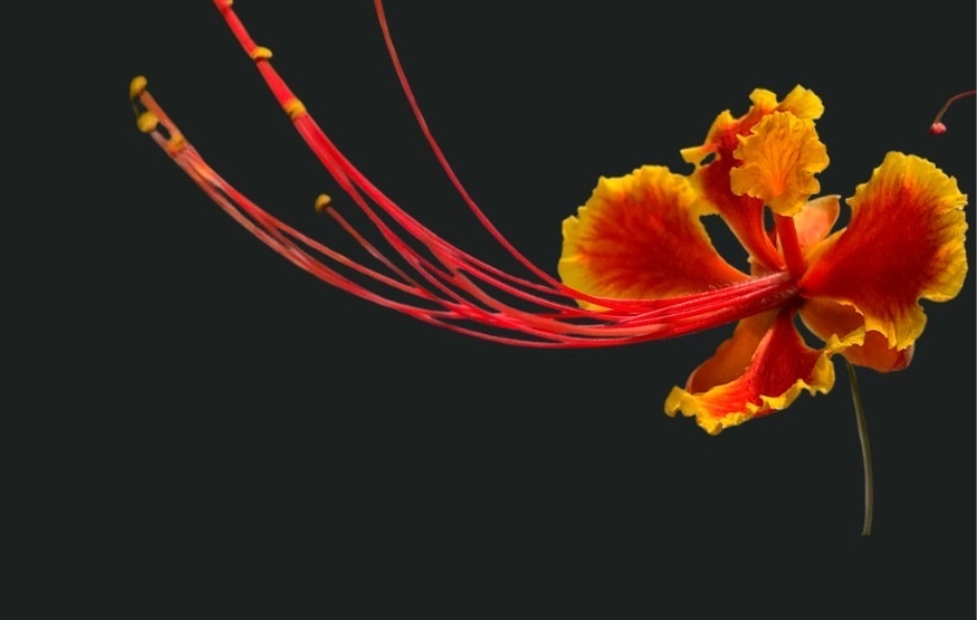 Flower-Peacock Flower
