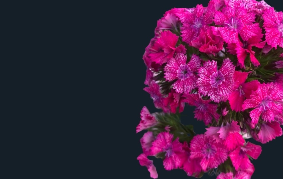 Flower-Sweet William
