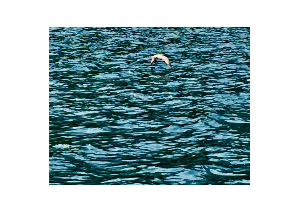 water-A fish jumping on Waterton river