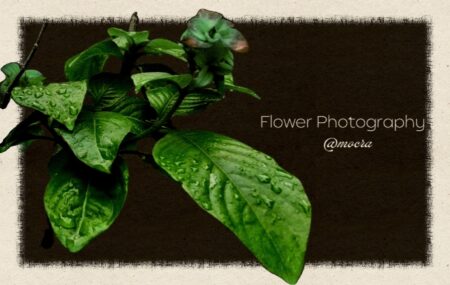 Flower-Photo Art of Mussenda with flower photography @mocra typed