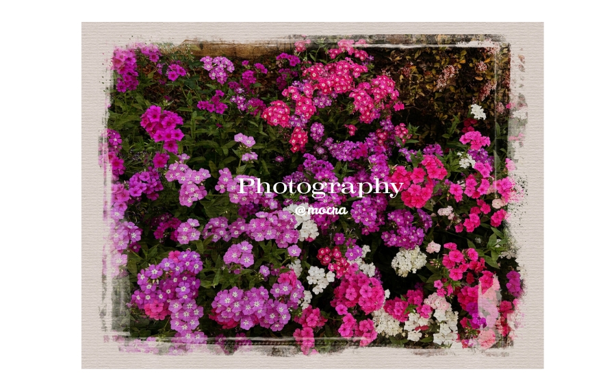 cluster of colourful wild flowers 