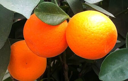 Orange-Image of two oranges hanging between leaves