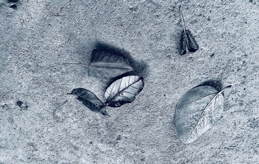 Autumn-dry leaves strewn around on earth like whenits autumn 