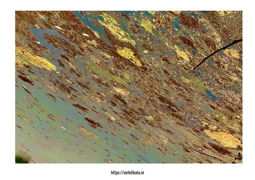 Calender 2026-Shape of Water